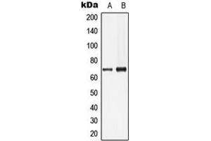 Western blot analysis of Lamin B1 expression in HeLa (A), HepG2 (B) whole cell lysates. (Lamin B1 抗体  (N-Term))