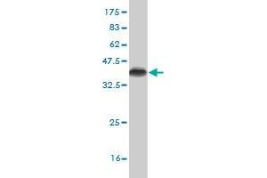 Western Blot detection against Immunogen (35. (CDK4 抗体  (AA 211-303))