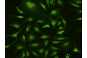 Immunofluorescence of purified MaxPab antibody to UBA7 on HeLa cell. (UBA7 抗体  (AA 1-1012))