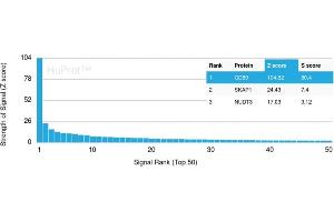 Analysis of Protein Array containing more than 19,000 full-length human proteins using CD80 Mouse Monoclonal Antibody (C80/2723) Z- and S- Score: The Z-score represents the strength of a signal that a monoclonal antibody (MAb) (in combination with a fluorescently-tagged anti-IgG secondary antibody) produces when binding to a particular protein on the HuProtTM array. (CD80 抗体  (AA 35-142))