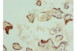 Immunohistochemistry of paraffin-embedded human placenta tissue using ABIN7161915 at dilution of 1:100 (NRBF2 抗体  (AA 10-220))
