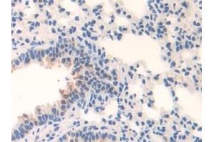 Immunohistochemistry (IHC) image for anti-Monoamine Oxidase B (MAOB) (AA 206-505) antibody (ABIN7443767)