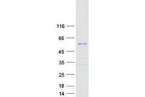 TTC19 Protein (Myc-DYKDDDDK Tag)