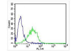 Overlay histogram showing Jurkat cells stained with (ABIN652569 and ABIN2842382) (green line). (KLRC1 抗体  (C-Term))