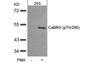 Western blot analysis of extracts from 293 cells untreated or treated with PMA using CaMKII(Phospho-Thr286) Antibody. (CAMK2A 抗体  (pThr286))