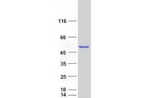 Western Blotting (WB) image for Protoporphyrinogen Oxidase (PPOX) (Transcript Variant 1) protein (Myc-DYKDDDDK Tag) (ABIN2729459)