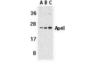 Western Blotting (WB) image for anti-Tumor Necrosis Factor (Ligand) Superfamily, Member 13 (TNFSF13) antibody (ABIN2479513) (TNFSF13 抗体)