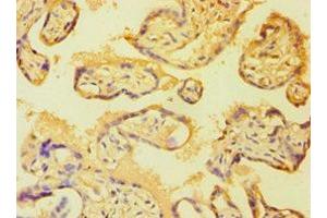Immunohistochemistry of paraffin-embedded human placenta tissue using ABIN7149358 at dilution of 1:100 (BMX 抗体  (AA 65-280))