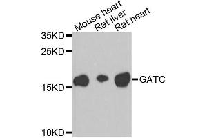 Western blot analysis of extracts of various cell lines, using GATC antibody. (GATC 抗体)