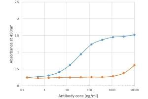 Binding curve of anti-Phl p 1 antibody Clone 25 (ABIN7072744) to Phl p 1 ELISA Plate coated with Phl p 1 (RayBiotech, 228-22412) at a concentration of 2 μg/mL. (Recombinant Phosducin-Like 抗体)