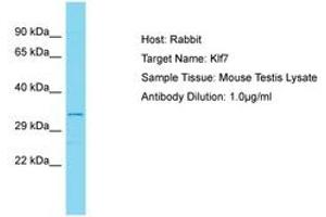Image no. 1 for anti-Kruppel-Like Factor 7 (Ubiquitous) (KLF7) (AA 133-182) antibody (ABIN6750308) (KLF7 抗体  (AA 133-182))