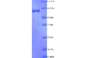 SDS-PAGE (SDS) image for Indoleamine 2,3-Dioxygenase 2 (IDO2) (AA 1-407), (full length) protein (His tag) (ABIN5713522)