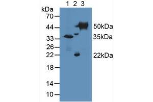 Figure. (TUBD1 抗体  (AA 236-455))
