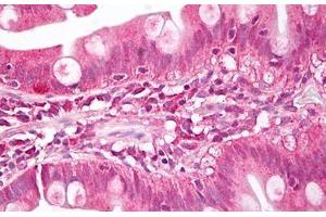 Anti-MEIS1 antibody IHC staining of human small intestine. (MEIS1 抗体  (AA 280-330))