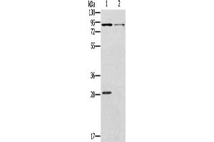 Western Blotting (WB) image for anti-Cyclic Nucleotide Gated Channel alpha 3 (CNGA3) antibody (ABIN2421415) (CNGA3 抗体)