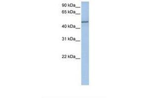 Image no. 1 for anti-Collagen, Type XXV, alpha 1 (COL25A1) (AA 362-411) antibody (ABIN6738668)