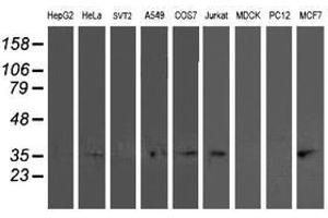 Image no. 2 for anti-Translocase of Outer Mitochondrial Membrane 34 (TOMM34) antibody (ABIN1501467) (TOMM34 抗体)