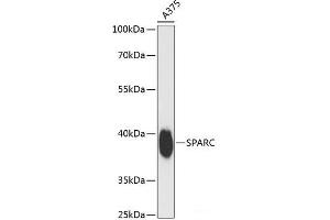 Western blot analysis of extracts of A375 cells using SPARC Polyclonal Antibody at dilution of 1:3000.
