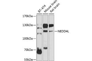 Western blot analysis of extracts of various cell lines, using NEDD4L antibody (ABIN6132407, ABIN6144504, ABIN6144505 and ABIN6224109) at 1:1000 dilution. (NEDD4-2 抗体  (AA 836-955))