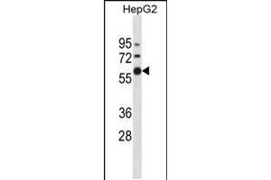 Western blot analysis in HepG2 cell line lysates (35ug/lane). (ZNF205 抗体  (N-Term))