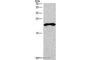 Western blot analysis of Mouse skeletal muscle tissue, using TNFRSF17 Polyclonal Antibody at dilution of 1:200 (BCMA 抗体)