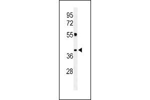 Western blot analysis of CLM1 Antibody (N-term) (ABIN653906 and ABIN2843144) in K562 cell line lysates (35 μg/lane). (IREM1 抗体  (N-Term))