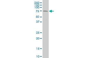 HCLS1 monoclonal antibody (M05), clone 2A8 Western Blot analysis of HCLS1 expression in K-562 . (HCLS1 抗体  (AA 266-355))