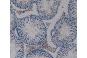 IHC-P analysis of Mouse Testis Tissue, with DAB staining. (PAOX 抗体  (AA 130-356))