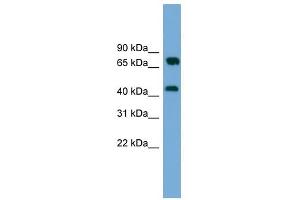 MAT2A antibody used at 1 ug/ml to detect target protein.