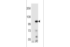 Western blot analysis of Elongin A using rabbit polyclonal Elongin A Antibody using 293 cell lysates (2 ug/lane) either nontransfected (Lane 1) or transiently transfected (Lane 2) with the Elongin A gene. (TCEB3 抗体  (N-Term))