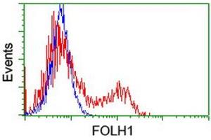 HEK293T cells transfected with either RC218310 overexpress plasmid (Red) or empty vector control plasmid (Blue) were immunostained by anti-FOLH1 antibody (ABIN2455715), and then analyzed by flow cytometry. (PSMA 抗体)