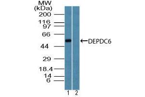 Image no. 1 for anti-DEP Domain Containing mTOR-Interacting Protein (DEPTOR) (AA 230-280) antibody (ABIN960132) (DEPTOR 抗体  (AA 230-280))