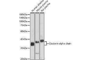 Western blot analysis of extracts of various cell lines, using Clusterin alpha chain antibody (ABIN6133477, ABIN6138756, ABIN6138758 and ABIN6216721) at 1:1000 dilution. (Clusterin 抗体  (AA 23-120))