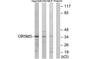 Western blot analysis of extracts from HepG2 cells, HUVEC cells and MCF-7cells, using OR5M3 antibody. (OR5M3 抗体  (Internal Region))