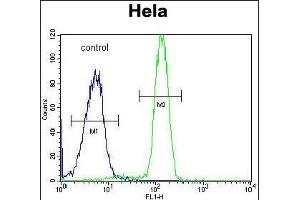 SP5 Antibody (C-term) (ABIN653893 and ABIN2843137) flow cytometric analysis of Hela cells (right histogram) compared to a negative control cell (left histogram). (SP5 抗体  (C-Term))