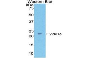 Western Blotting (WB) image for anti-Peroxiredoxin 6 (PRDX6) (AA 1-224) antibody (ABIN1078435) (Peroxiredoxin 6 抗体  (AA 1-224))