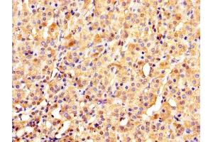 IHC image of ABIN7142087 diluted at 1:1000 and staining in paraffin-embedded human adrenal gland tissue performed on a Leica BondTM system. (YWHAE 抗体  (AA 1-255))