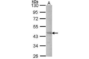 WB Image Sample (30 ug of whole cell lysate) A: Hep G2 , 10% SDS PAGE antibody diluted at 1:1000 (DYX1C1 抗体  (C-Term))