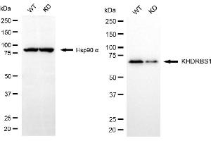 Western blotting analysis using KHDRBS1 antibody (ABIN7799192).