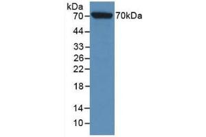 Detection of Recombinant HSPA1L, Rat using Monoclonal Antibody to Heat Shock 70 kDa Protein 1 Like Protein (HSPA1L) (HSPA1L 抗体  (AA 1-641))