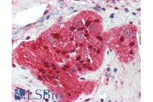 ABIN184731 (5µg/ml) staining of paraffin embedded Human Small Intestine. (STMN2 抗体  (N-Term))