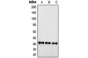 Western blot analysis of EDG6 expression in Jurkat (A), HepG2 (B), HEK293 (C) whole cell lysates. (S1PR4 抗体  (C-Term))