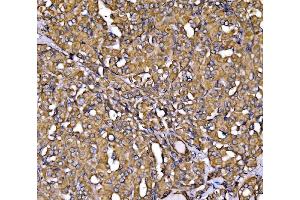 IHC analysis of Calnexin/CANX using anti-Calnexin/CANX antibody (ABIN7602290).