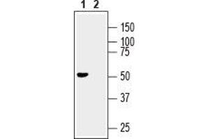 Western blot analysis of mouse brain lysate: - 1. (GFRA3 抗体  (Extracellular, N-Term))