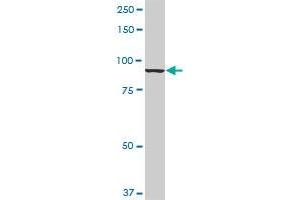 Western Blotting (WB) image for anti-Anaphase Promoting Complex Subunit 5 (ANAPC5) (AA 1-755) antibody (ABIN950136)