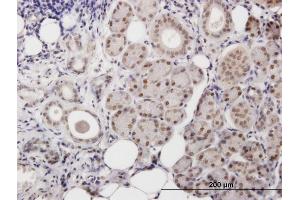 Immunoperoxidase of purified MaxPab antibody to POLB on formalin-fixed paraffin-embedded human salivary gland. (POLB 抗体  (AA 1-335))