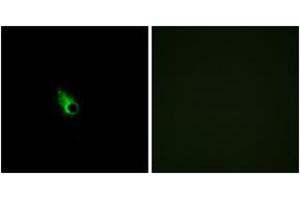Immunofluorescence analysis of HeLa cells, using OR52E1 Antibody. (OR52E1 抗体  (AA 201-250))
