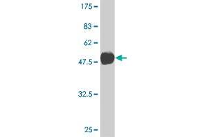 Western Blot detection against Immunogen (36. (TBX3 抗体  (AA 311-410))