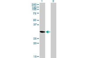 Western Blot analysis of DECR2 expression in transfected 293T cell line by DECR2 MaxPab polyclonal antibody.