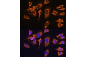 Immunofluorescence (IF) image for anti-Solute Carrier Family 20 (Phosphate Transporter), Member 1 (SLC20A1) (AA 257-356) antibody (ABIN1682754)
